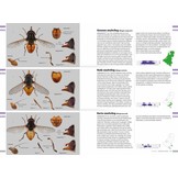 Veldgids Zweefvliegen