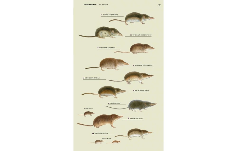 Veldgids Europese Zoogdieren
