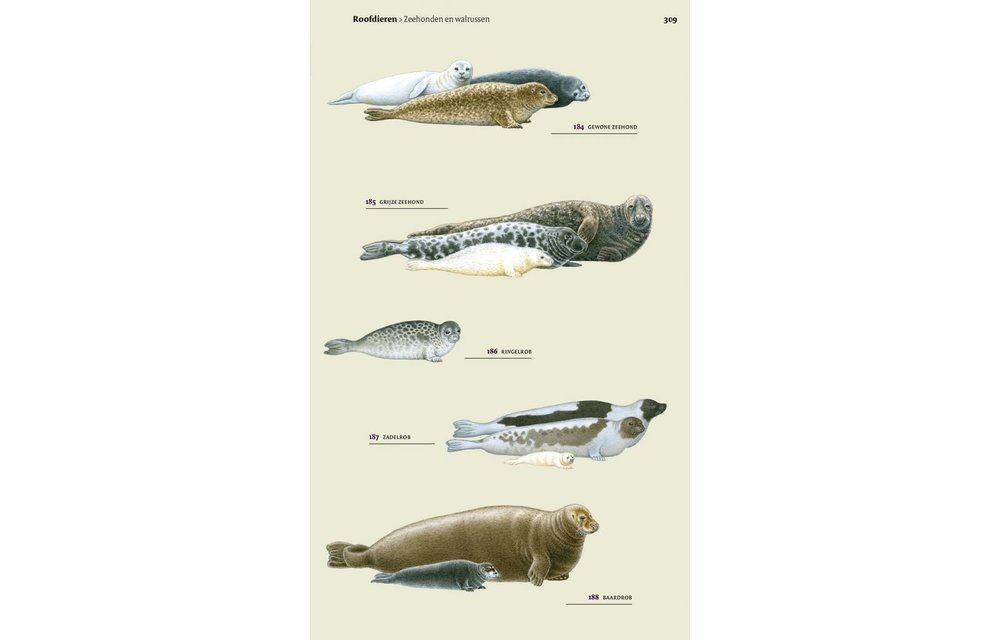 Veldgids Europese Zoogdieren