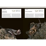 Bats - An Illustrated Guide to All Species
