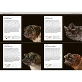 Bats - An Illustrated Guide to All Species