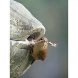 Schwegler Spherical Wren House  1ZA Green/Red