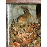 Schwegler Common Dormouse Box 2KS