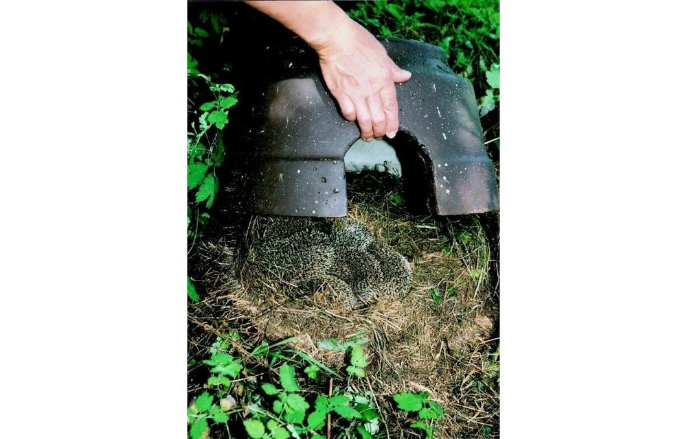 Hedgehog Dome with insulated base