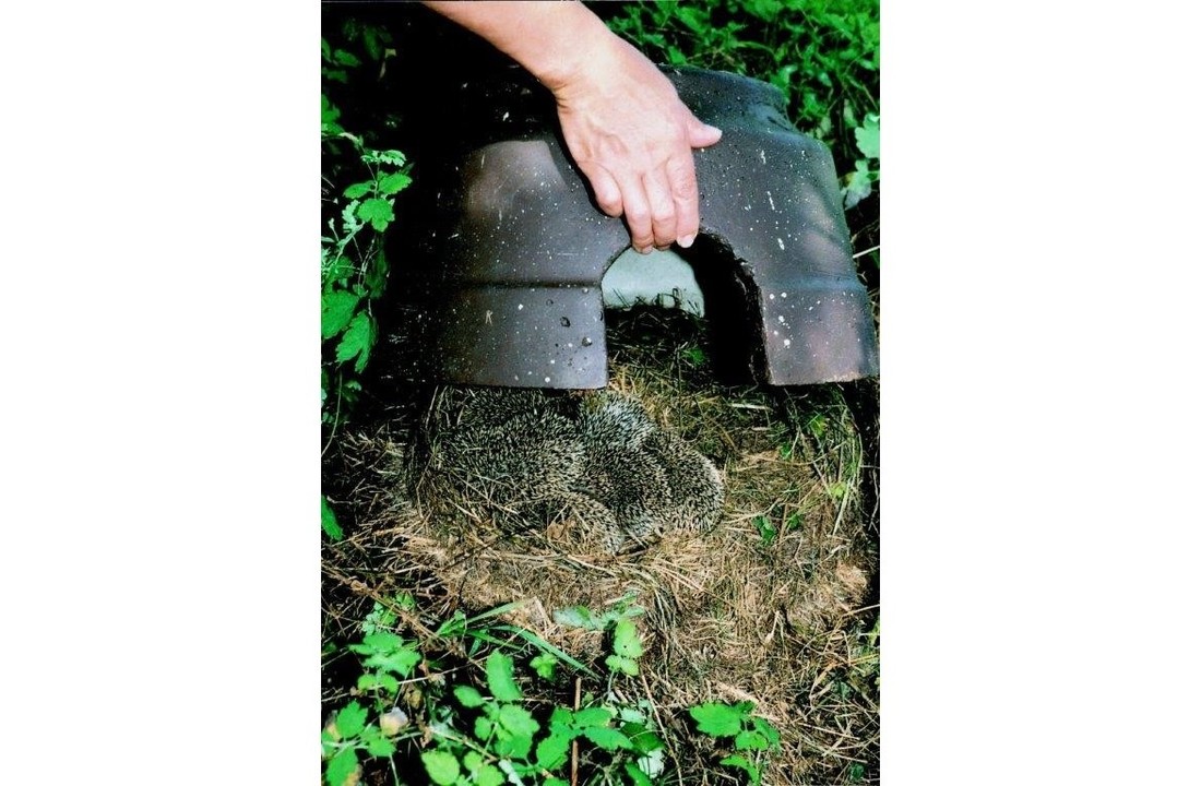 Hedgehog Dome with insulated base