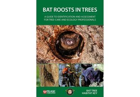 Bat Roosts in Trees