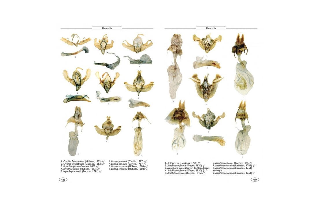 Moths of Europe, Volume 5: Noctuids 1