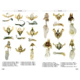 Moths of Europe, Volume 5: Noctuids 1