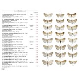 Moths of Europe, Volume 6: Noctuids 2