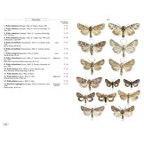 Moths of Europe, Volume 6: Noctuids 2