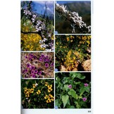 Field Guide to Wild Flowers of South Africa