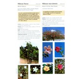 Field Guide to Common Trees & Shrubs of East Africa