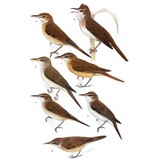 Reed and Bush Warblers