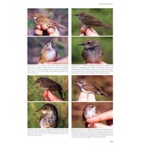 Reed and Bush Warblers