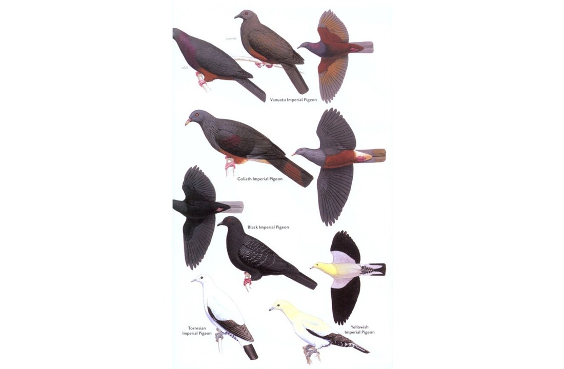 Birds of Melanesia