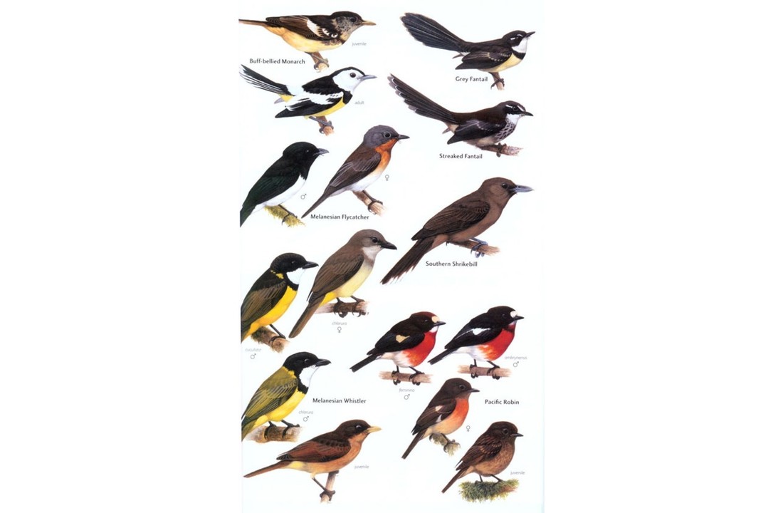 Birds of Melanesia