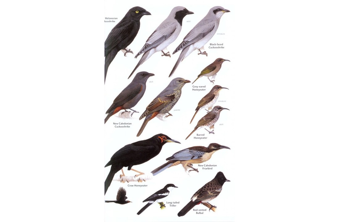 Birds of Melanesia