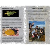 The Essential Guide to Rockpooling