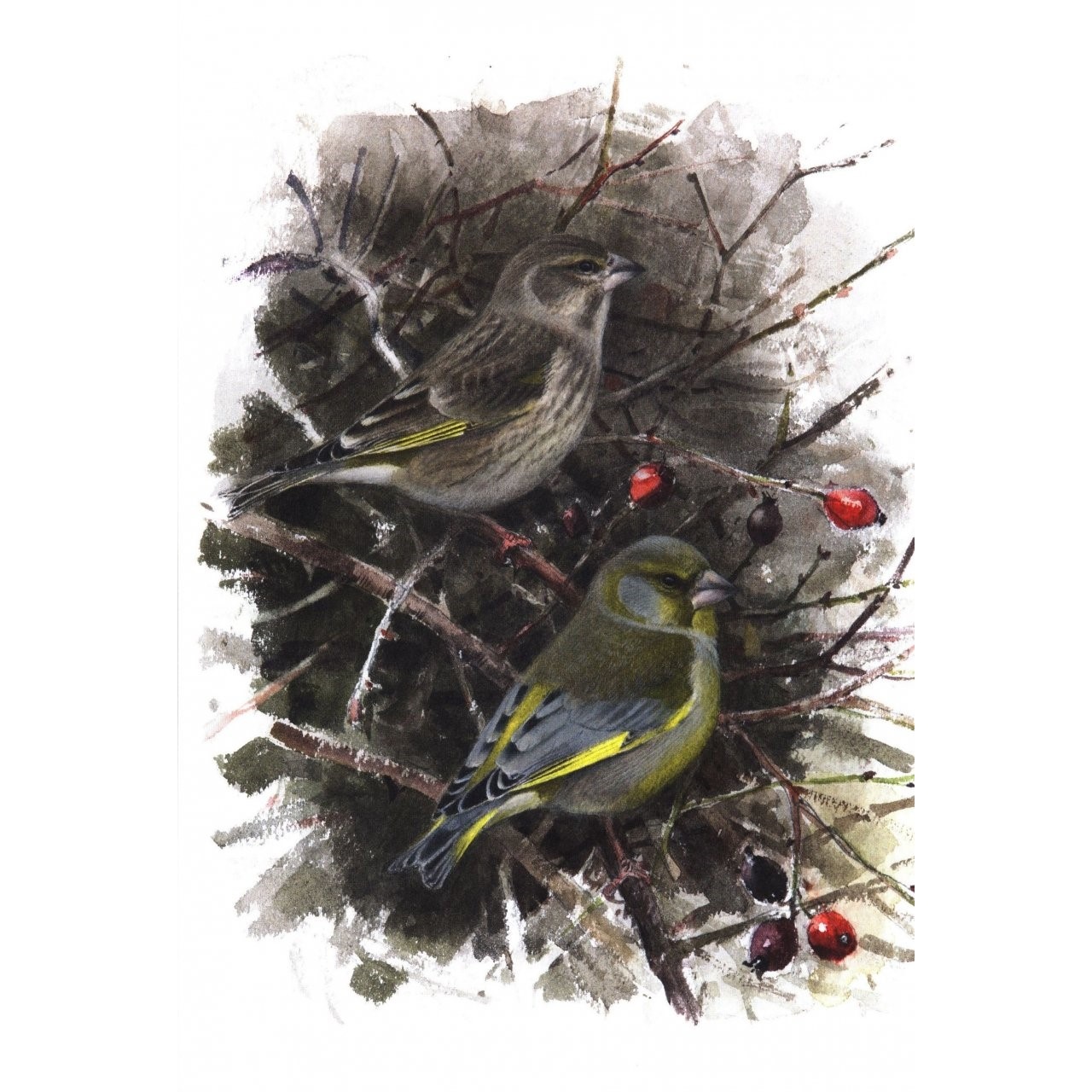 Winter Birds