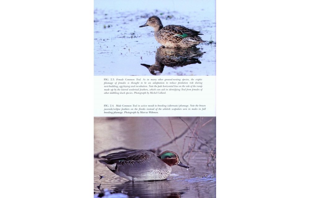 The Teal