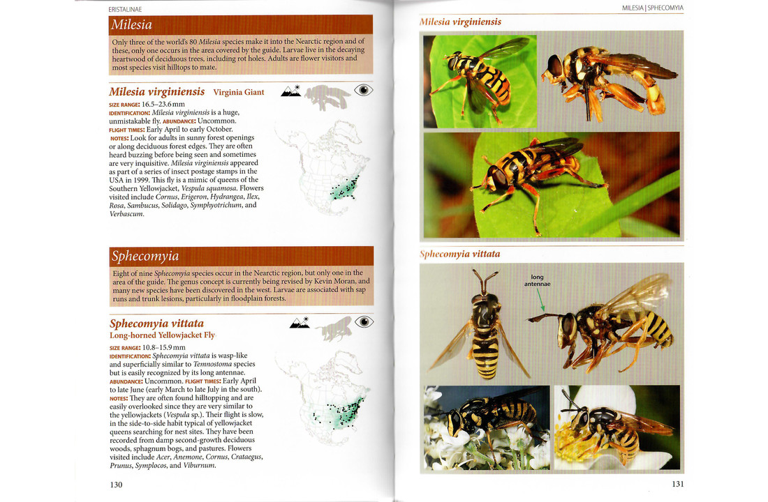 Field Guide to the Flower Flies of Northeastern North America