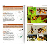 Field Guide to the Flower Flies of Northeastern North America