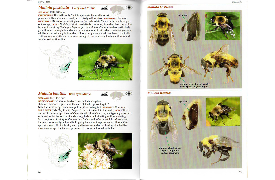 Field Guide to the Flower Flies of Northeastern North America