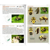 Field Guide to the Flower Flies of Northeastern North America