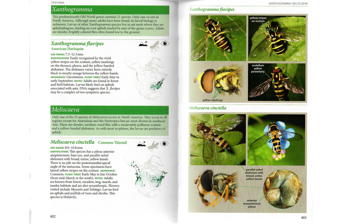 Field Guide to the Flower Flies of Northeastern North America