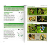 Field Guide to the Flower Flies of Northeastern North America