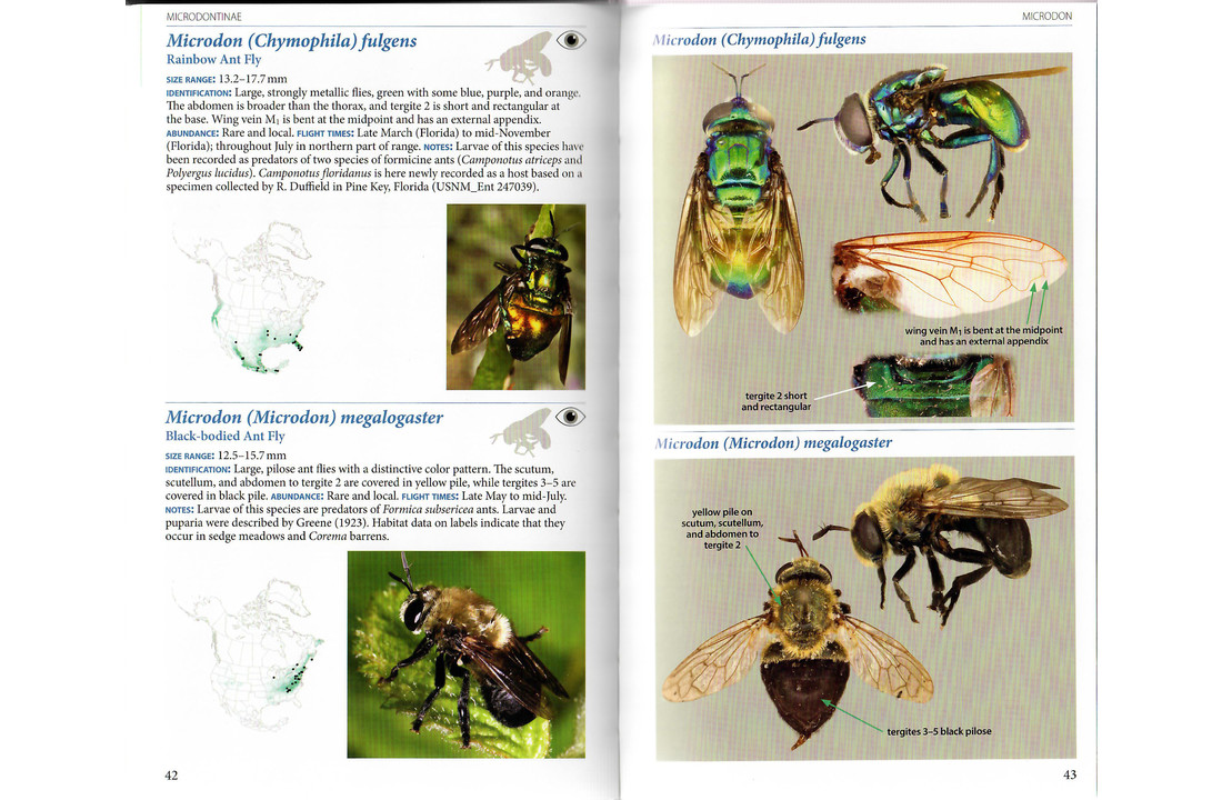 Field Guide to the Flower Flies of Northeastern North America
