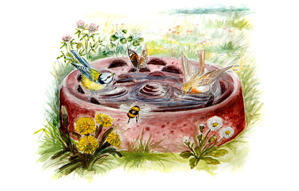 Bird and insect drinker