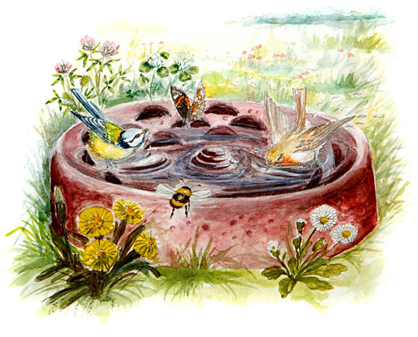 Vogel -en insectendrinkbak