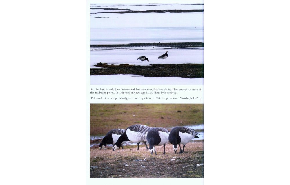 The Barnacle Goose