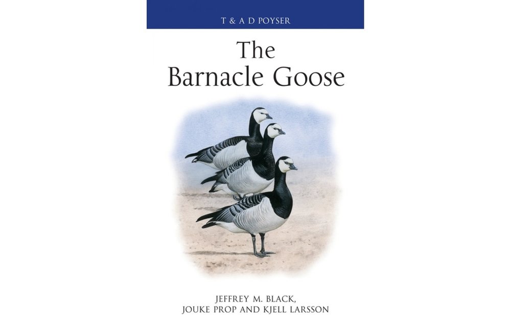 The Barnacle Goose