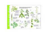 Identification Card Edible Wild Plants