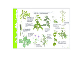 Herkenningskaart Eetbare Wilde Planten