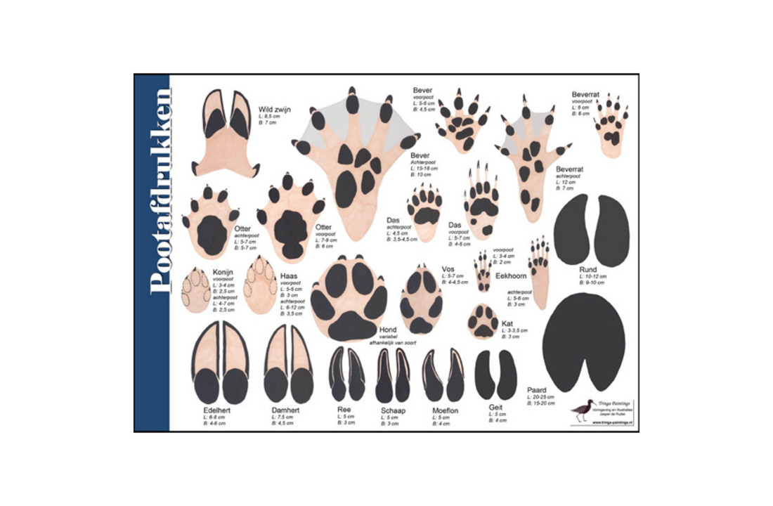 Identification Card Paw prints