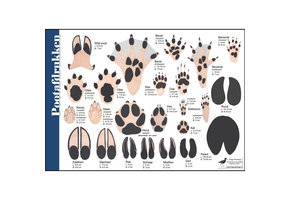 Identification Card Paw prints
