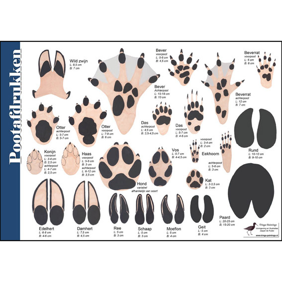 Herkenningskaart Pootafdrukken