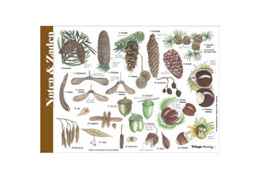 Identification Card Nuts, Seeds and Fruits
