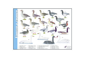 Bestimmungshilfe Gänse und Schwäne