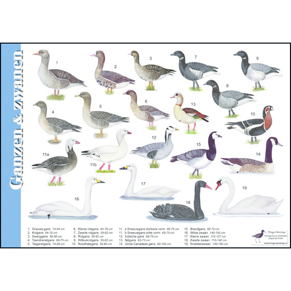 Identification Card Geese and Swans