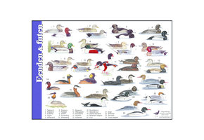 Identification Card Ducks and Grebes