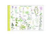 Identification Card Garden plants for bees