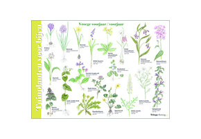 Bestimmungshilfe Gartenpflanzen für Bienen