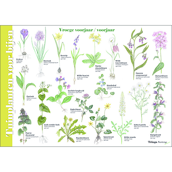 Identification Card Garden plants for bees