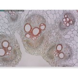 Dino-Lite Edge Digitales USB-Mikroskop AM7115MZT