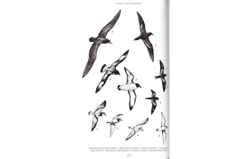 Birds of Kenya and Northern Tanzania