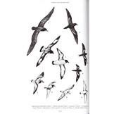 Birds of Kenya and Northern Tanzania